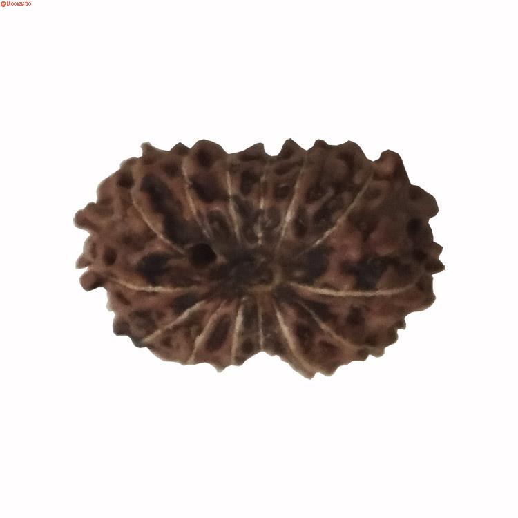 14 mukhi rudraksha